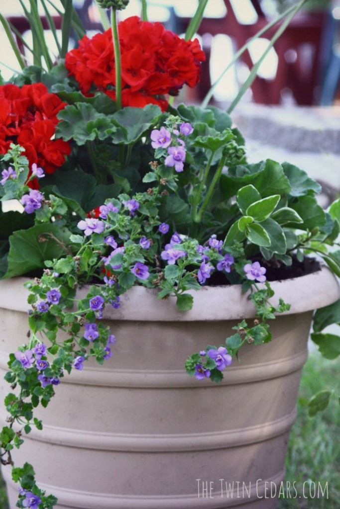 How To Plant Geraniums In Pots