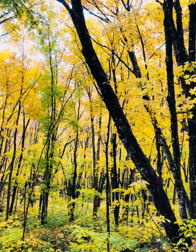 Agawa Canyon Vibrant Fall Color | The Twin Cedars